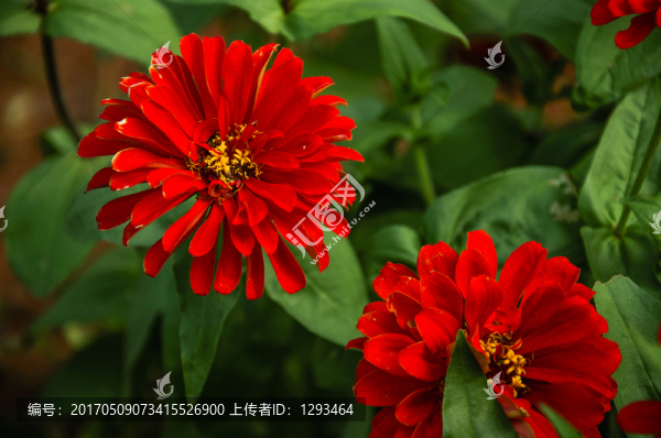 非洲菊