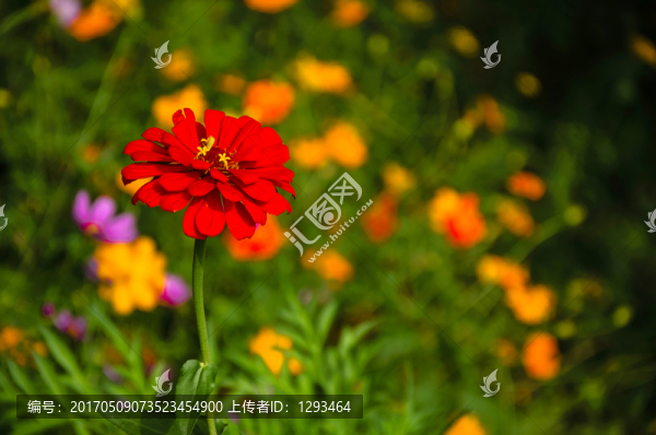 非洲菊