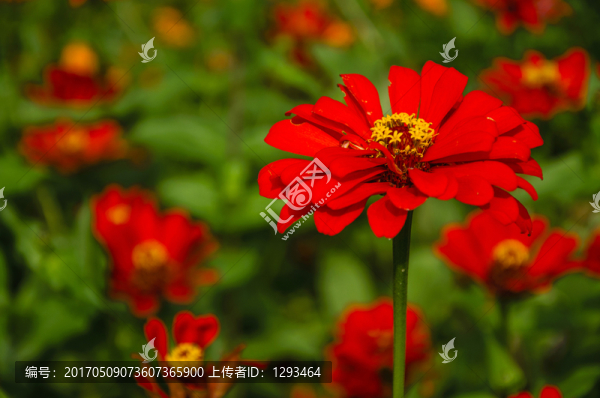 非洲菊