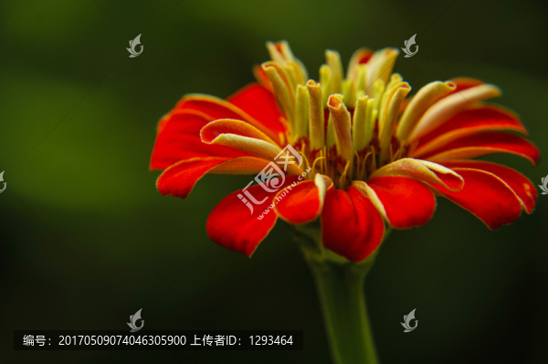 非洲菊