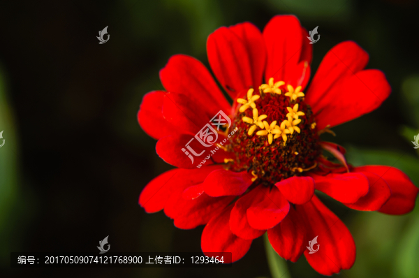 非洲菊