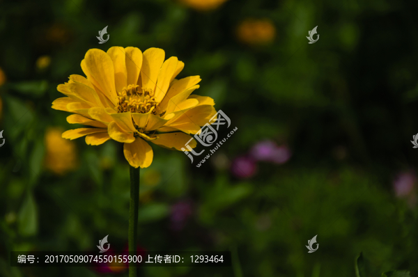 非洲菊