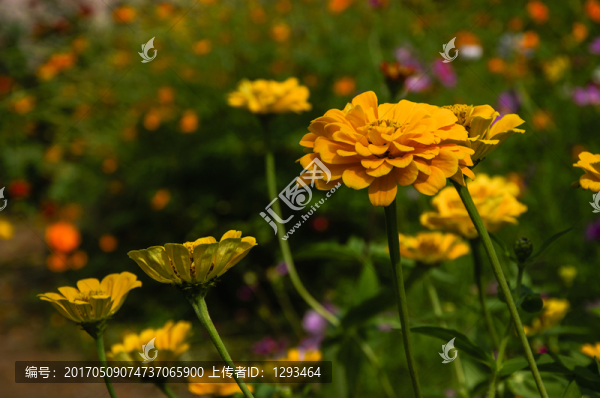 非洲菊