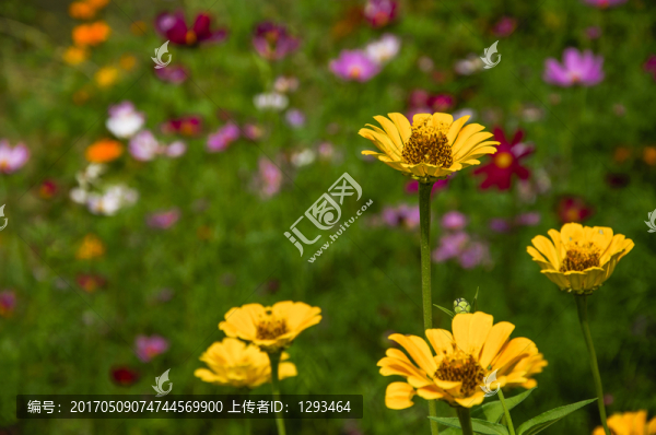 向日葵
