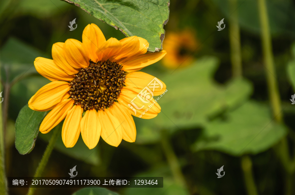 向日葵