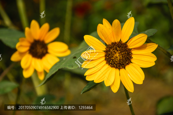 向日葵