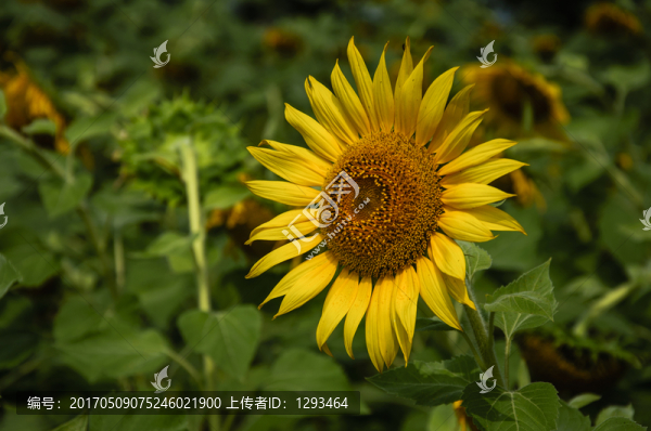 向日葵