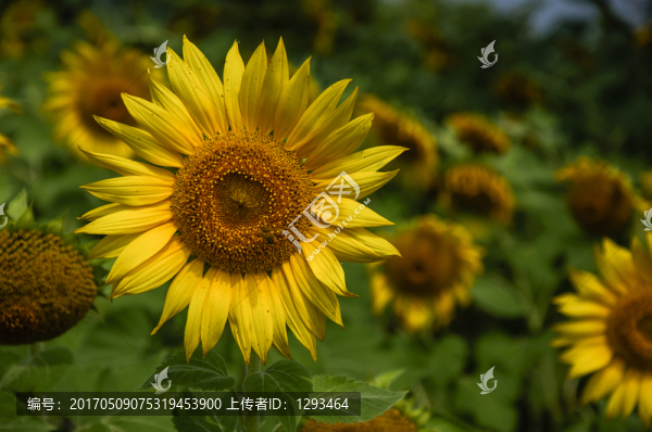 向日葵