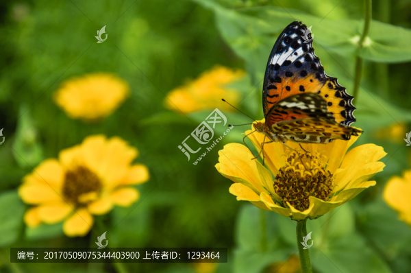 蝶戀花
