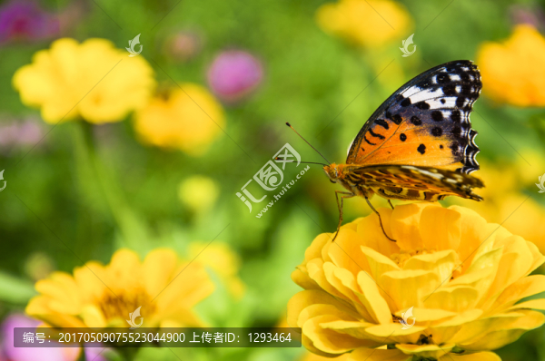 蝶戀花