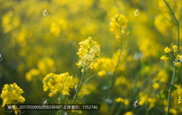 油菜花