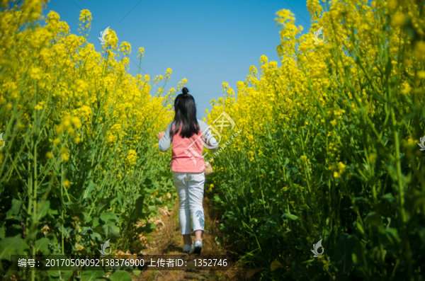 油菜花地