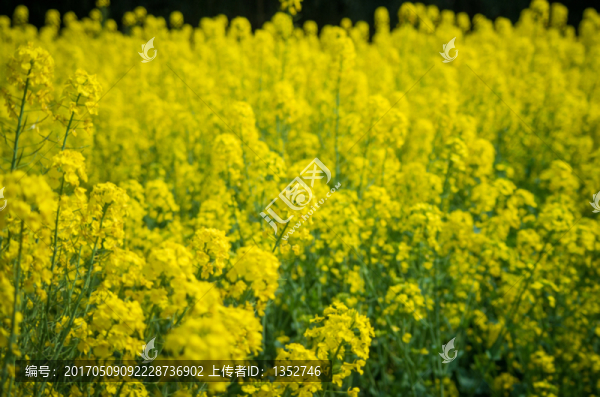 油菜花