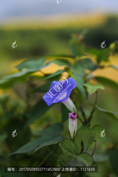 喇叭花