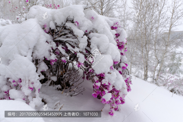 春雪杜鵑花