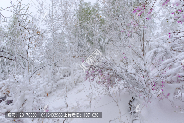 春雪杜鵑花