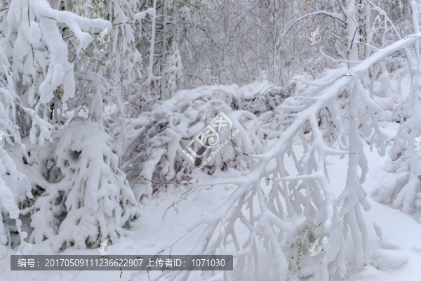 春雪杜鵑花