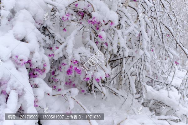 春雪杜鵑花