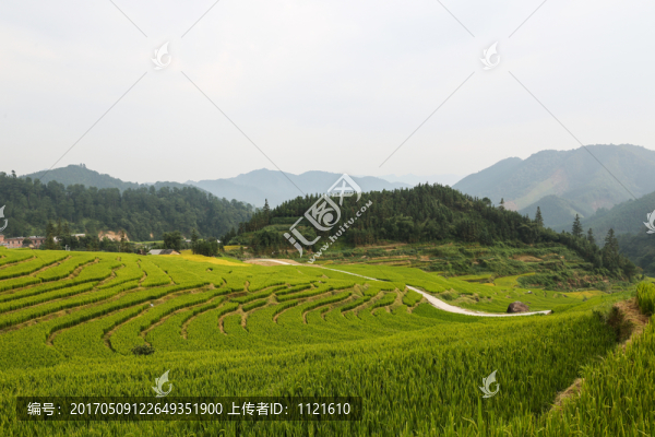 梯田稻谷