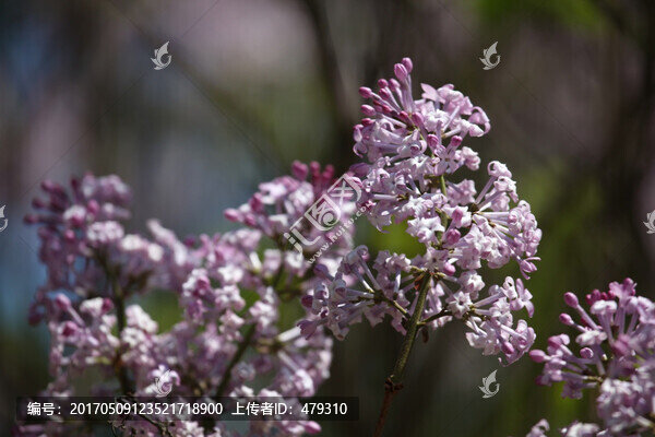 丁香花,紫色,春天
