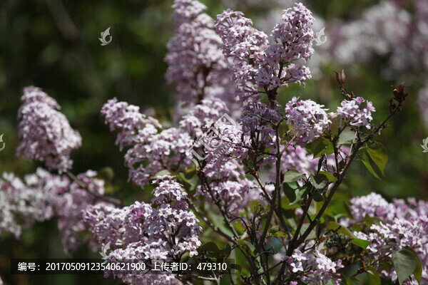 丁香花,紫色