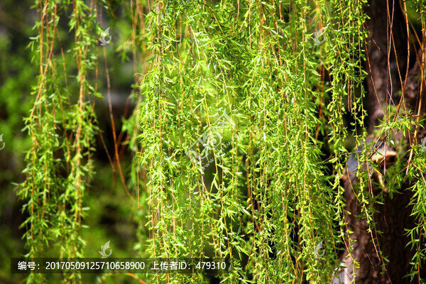 柳枝,垂柳,春柳,柳樹(shù),樹(shù)木
