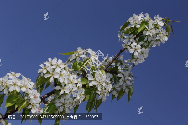 梨花