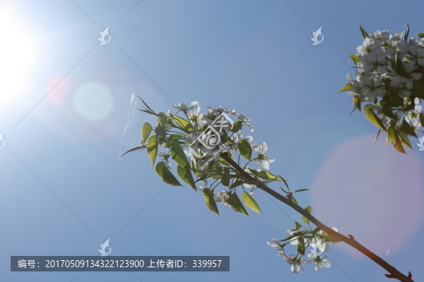 梨花