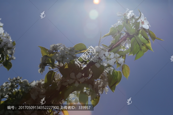梨花