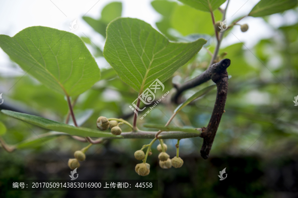 獼猴桃花蕾