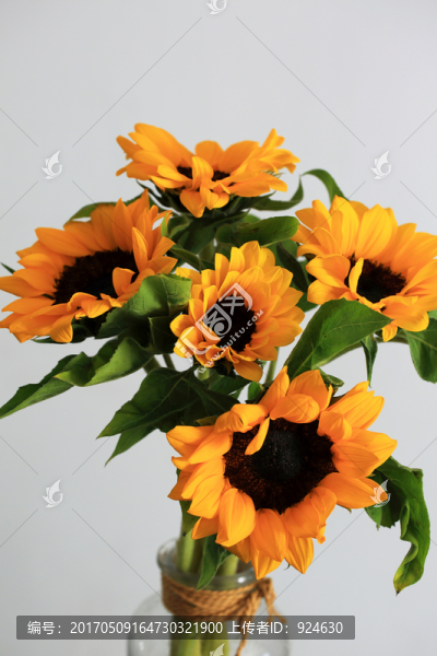 一瓶向日葵花