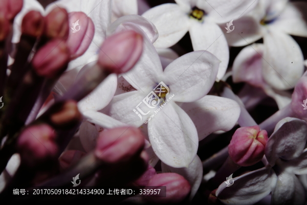 丁香花