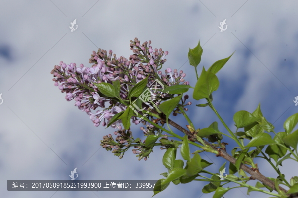 丁香花