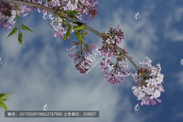 丁香花