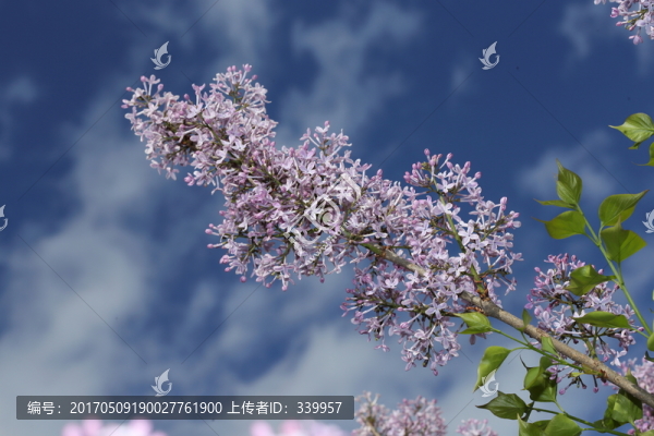 丁香花