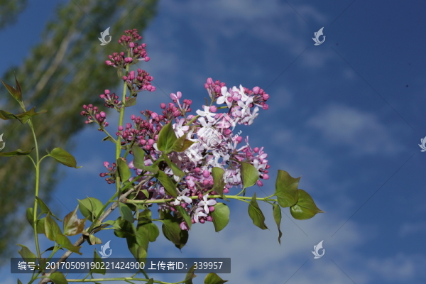 丁香花