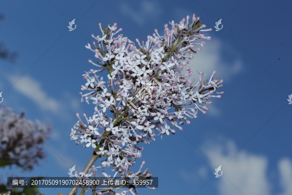 丁香花