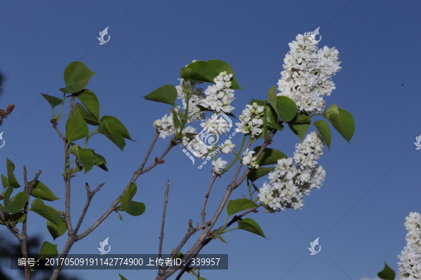 丁香花