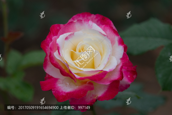 月季花