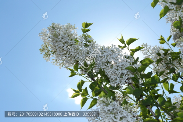 丁香花