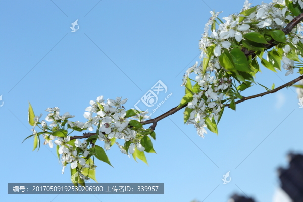 梨花