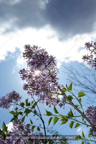 丁香花