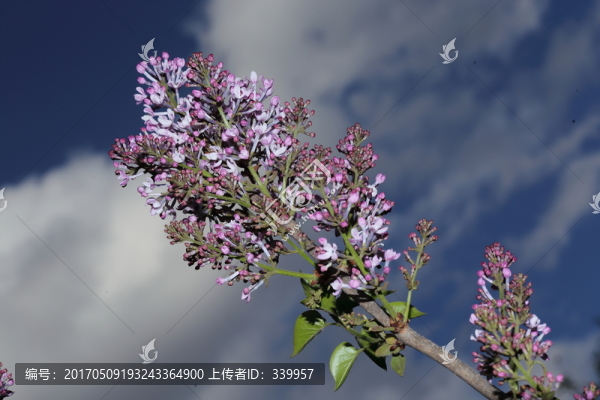 丁香花