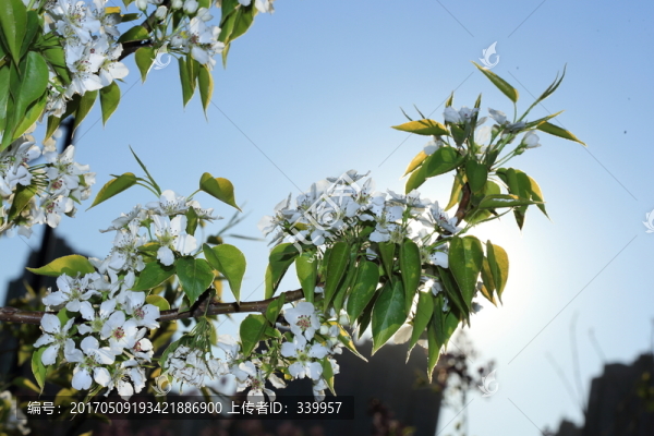 梨花