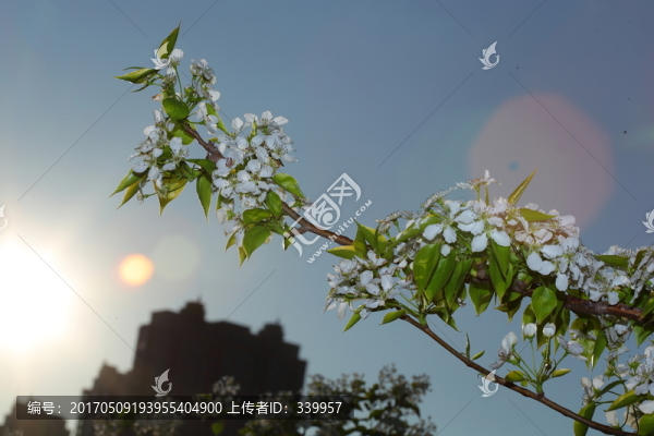 梨花