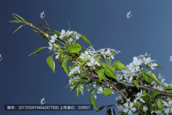 梨花