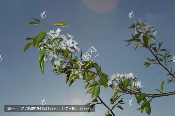 梨花