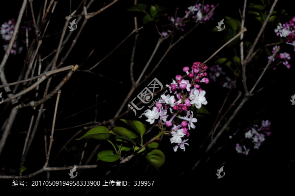 丁香花