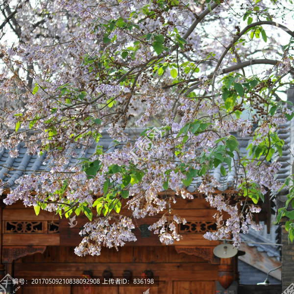 梧桐花