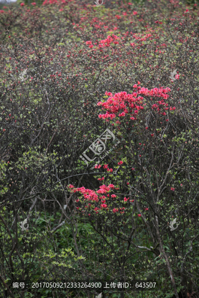 杜鵑花
